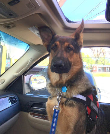 Picture German shepherd in car with one ear sticking out the sun roof