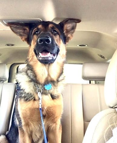 Picture German shepherd sitting in back seat with ears flattened against the ceiling